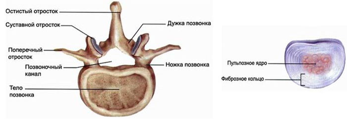 Строение позвонка и межпозвоночного диска