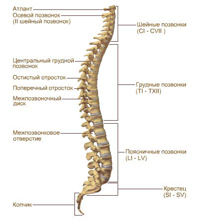 Строение позвоночника - вид сбоку